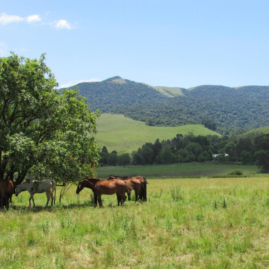 Old Pine Cabin Karkloof Karkloof Nature Reserve Luaran gambar